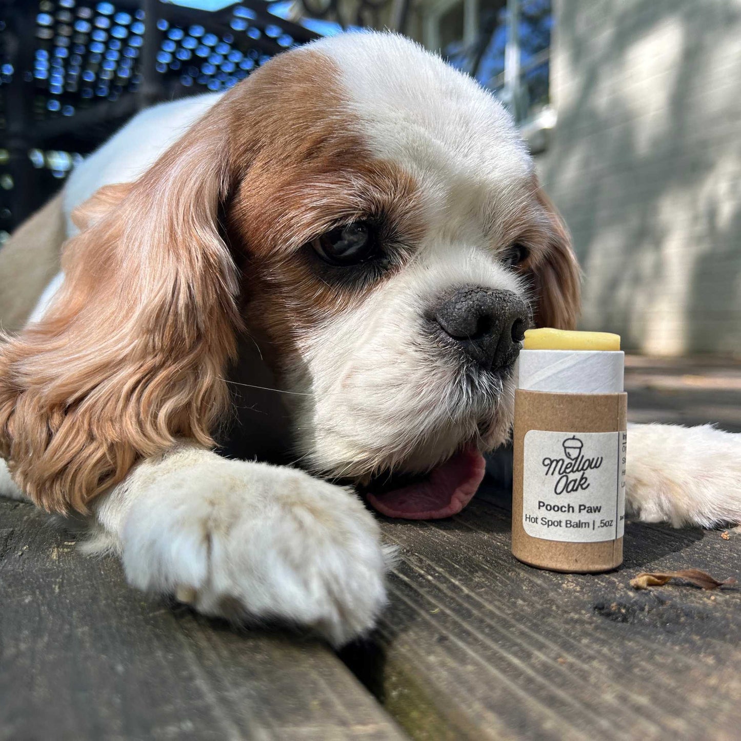 Pooch Paw | Hot Spot Balm